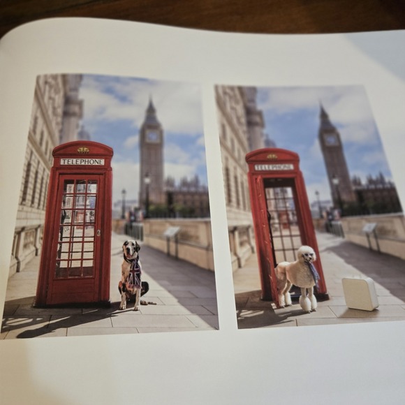 Gray Malin: Dogs: Photographs | EUC Coffee Table Book Canine Photography - Picture 12 of 12